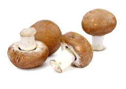 horeca leverancier champignons
